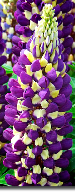 Łubin ‘Tower Grape’ (Lupinus) 